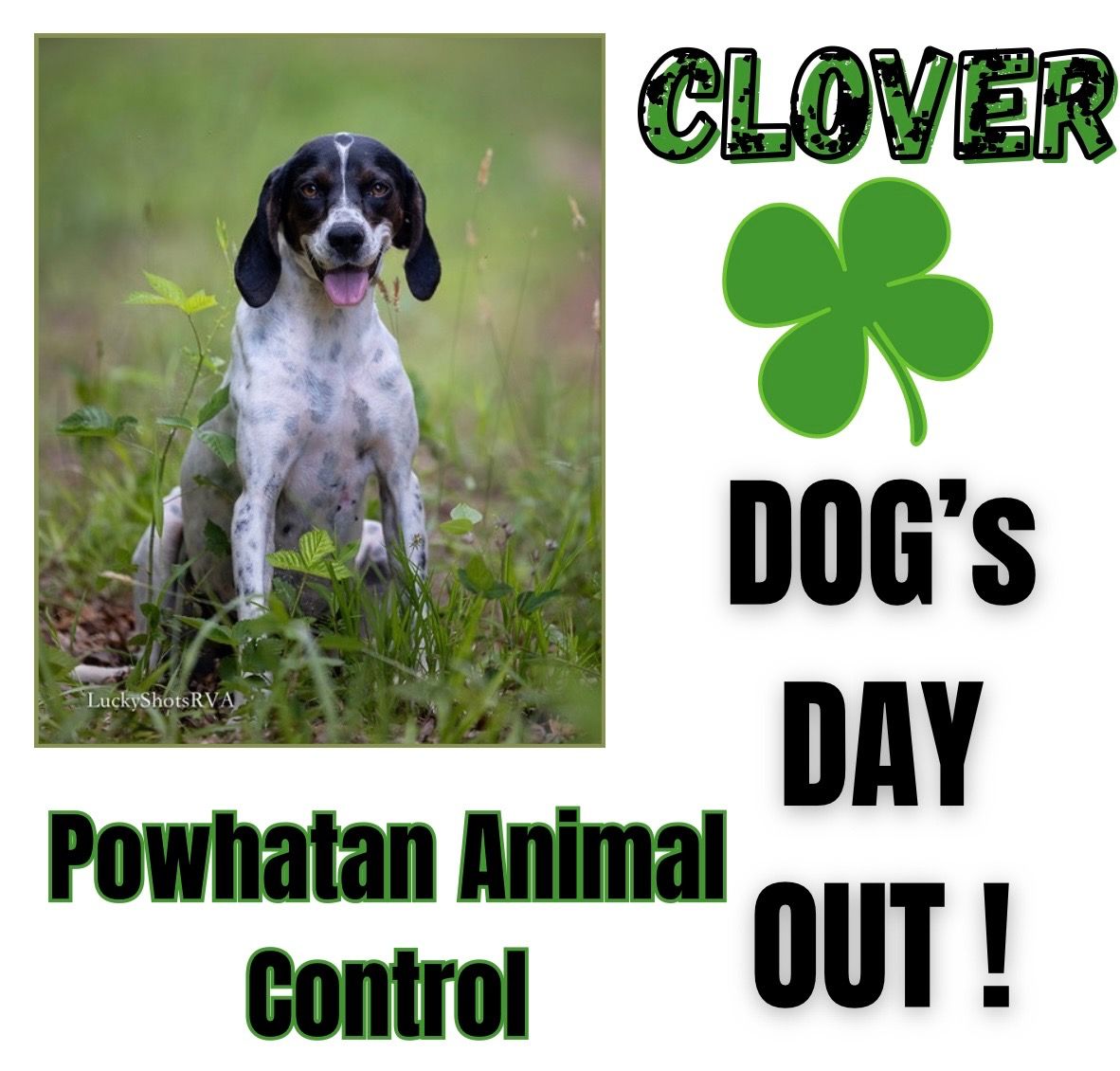 The Lucky Ones Canine Rehab and Rescue Support