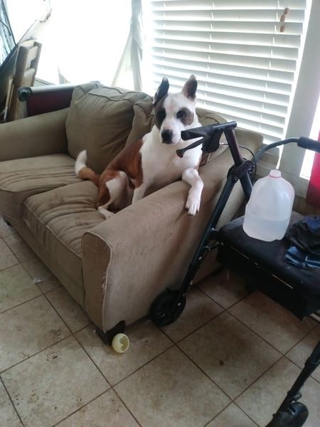 Memphis & Mid-South Animal Advocates