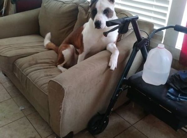 Memphis & Mid-South Animal Advocates