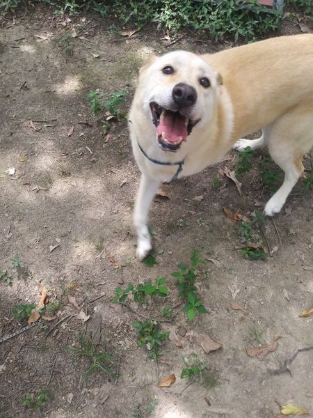 Memphis & Mid-South Animal Advocates