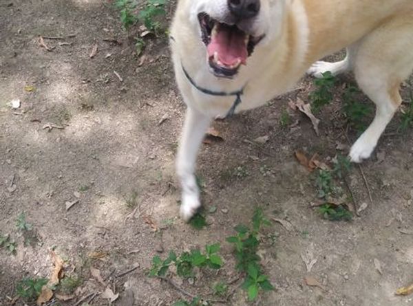 Memphis & Mid-South Animal Advocates