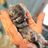 Purrfect Hearts Cat Rescue