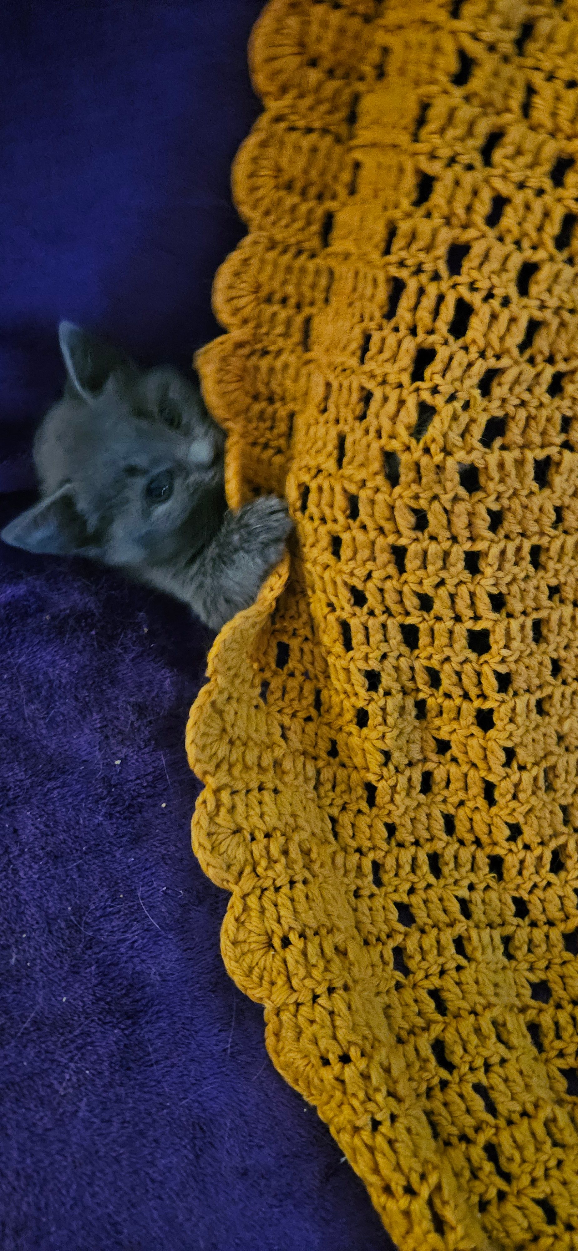 Purrfect Hearts Cat Rescue