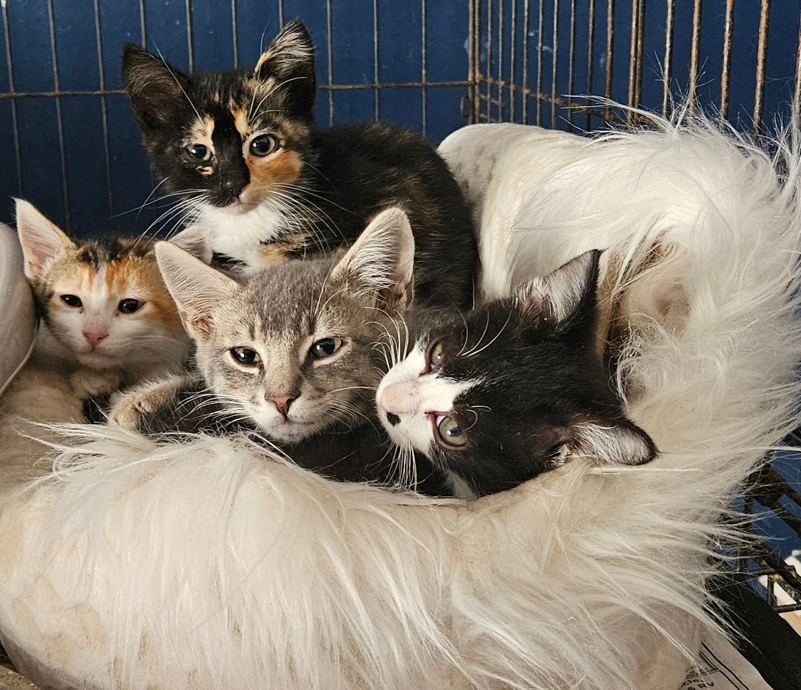 Purrfect Hearts Cat Rescue