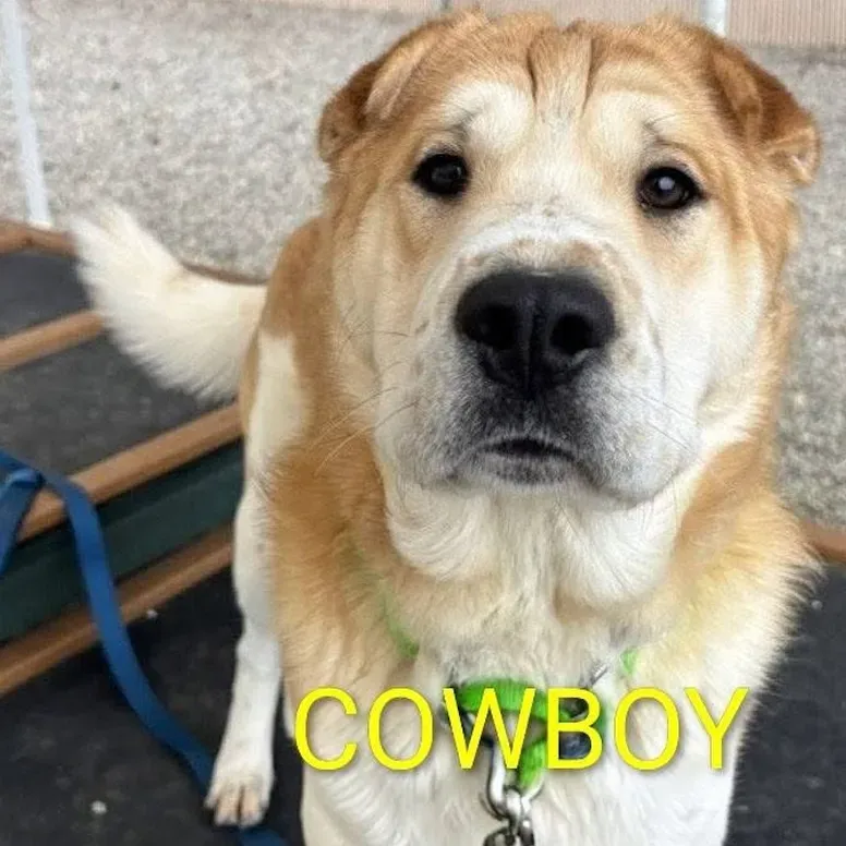 Four Suns CSP Rescue And Rehab