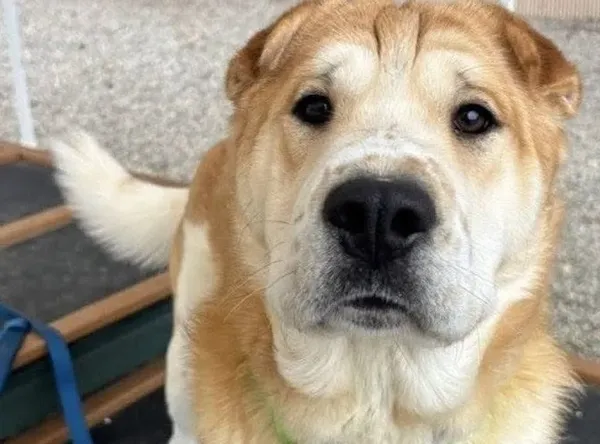 Four Suns CSP Rescue And Rehab