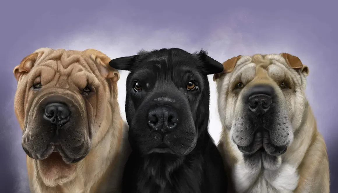 Four Suns CSP Rescue And Rehab