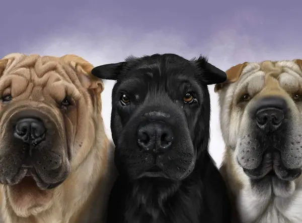 Four Suns CSP Rescue And Rehab