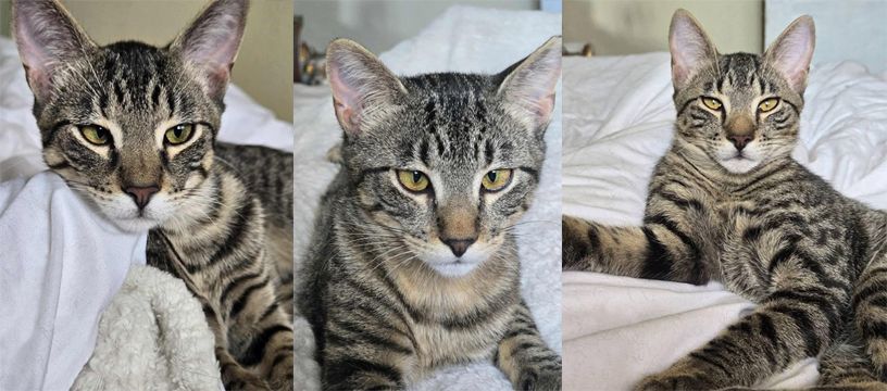 NOLA's Ark Cats