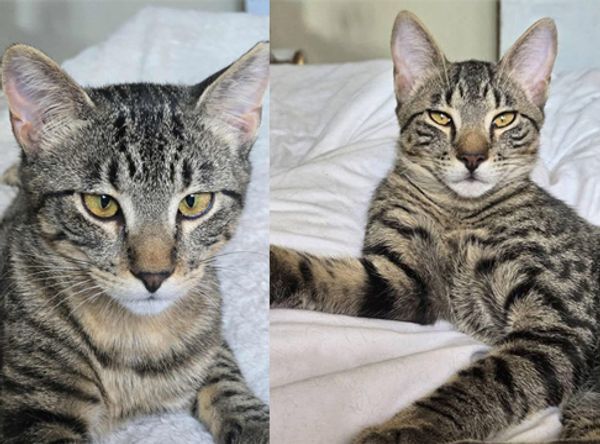 NOLA's Ark Cats