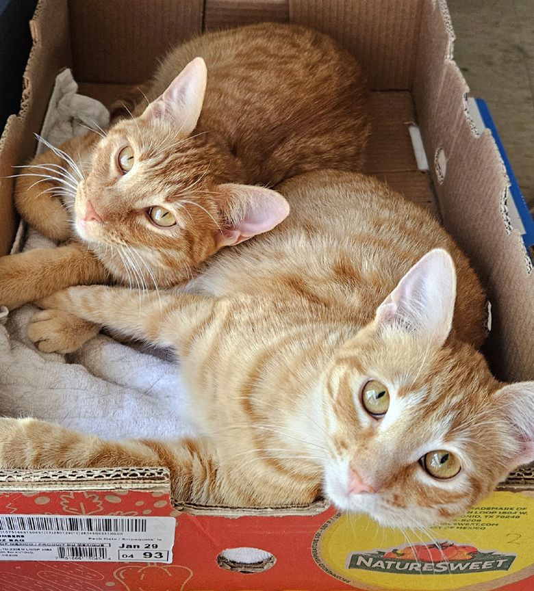 NOLA's Ark Cats