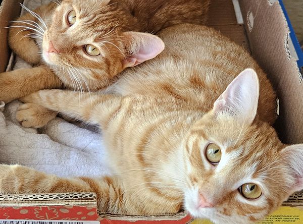 NOLA's Ark Cats