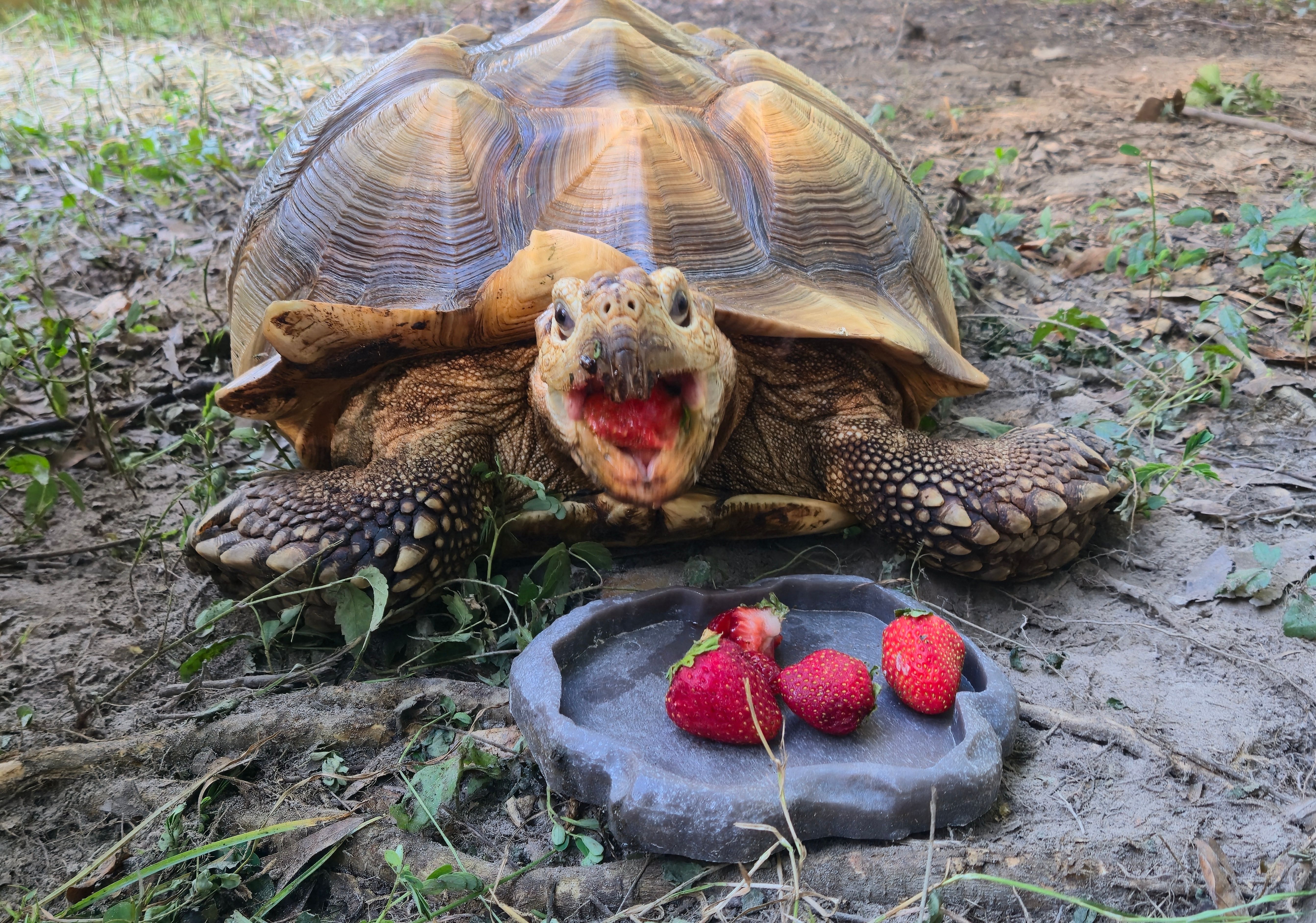 Gulf Coast Reptile Refuge Inc