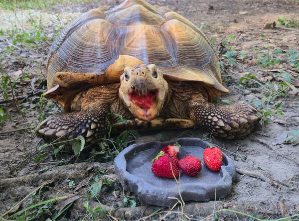 Gulf Coast Reptile Refuge Inc