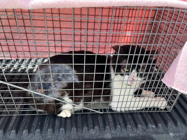 Stone County Community Cat Society