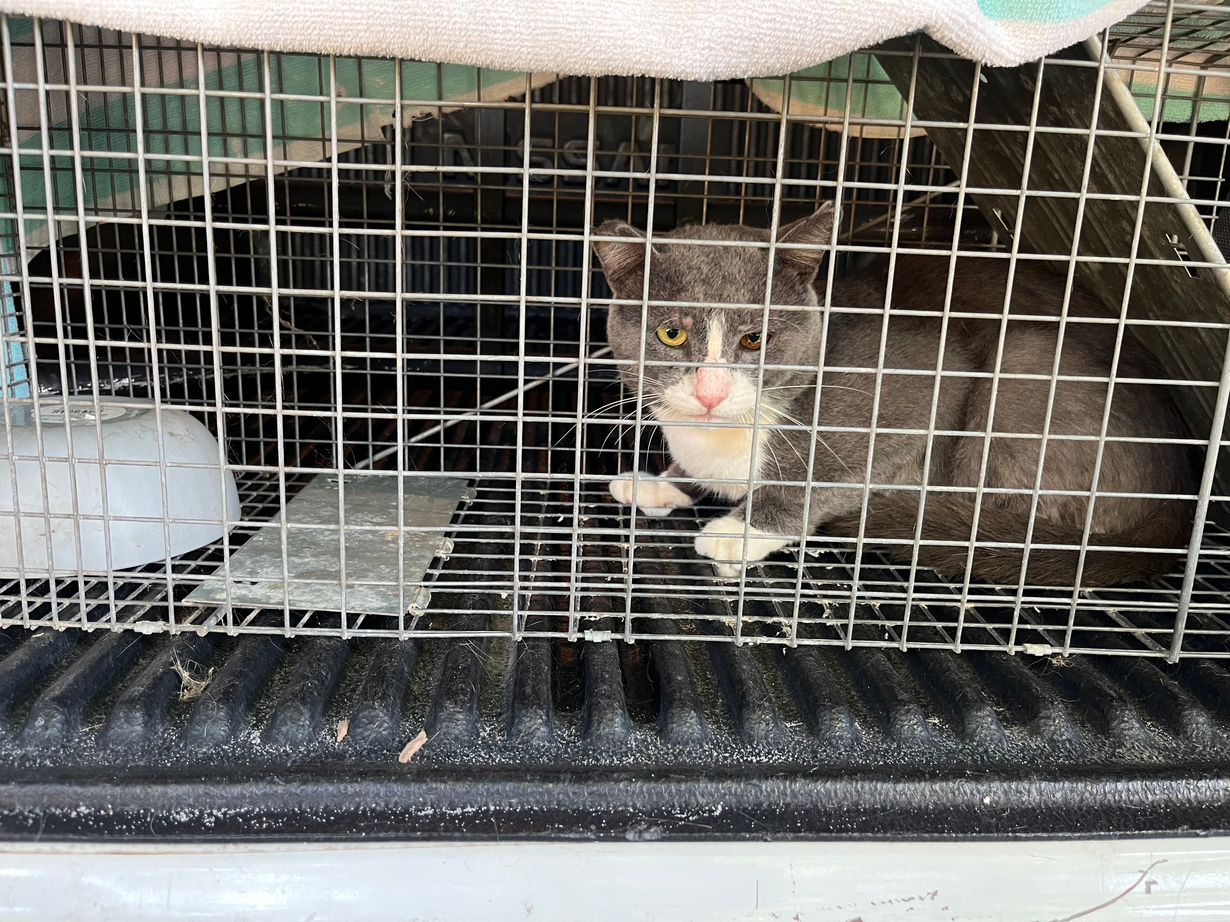 Stone County Community Cat Society