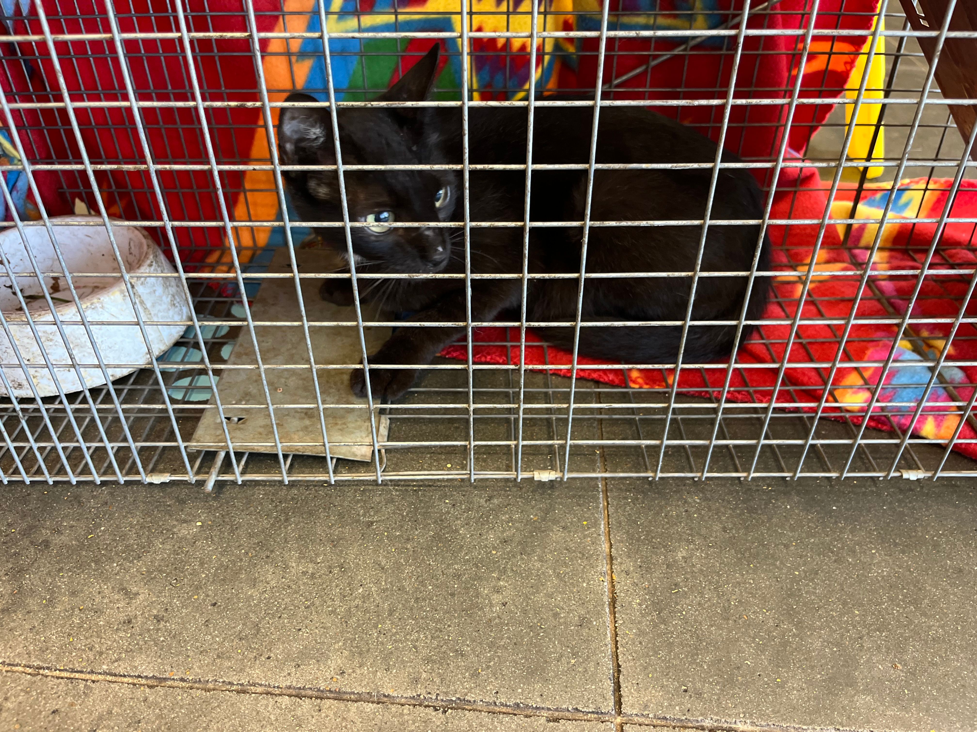 Stone County Community Cat Society