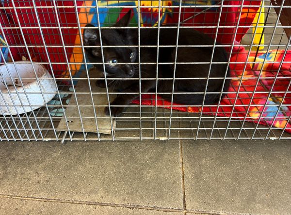 Stone County Community Cat Society