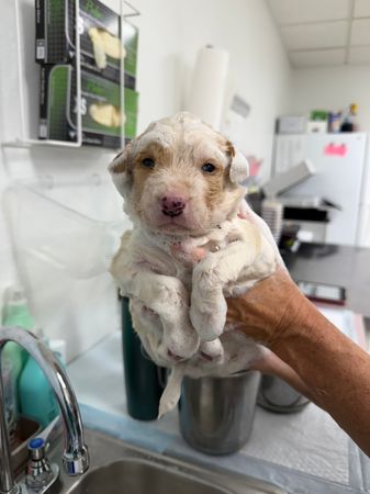 Save4Paws Rescue LLC