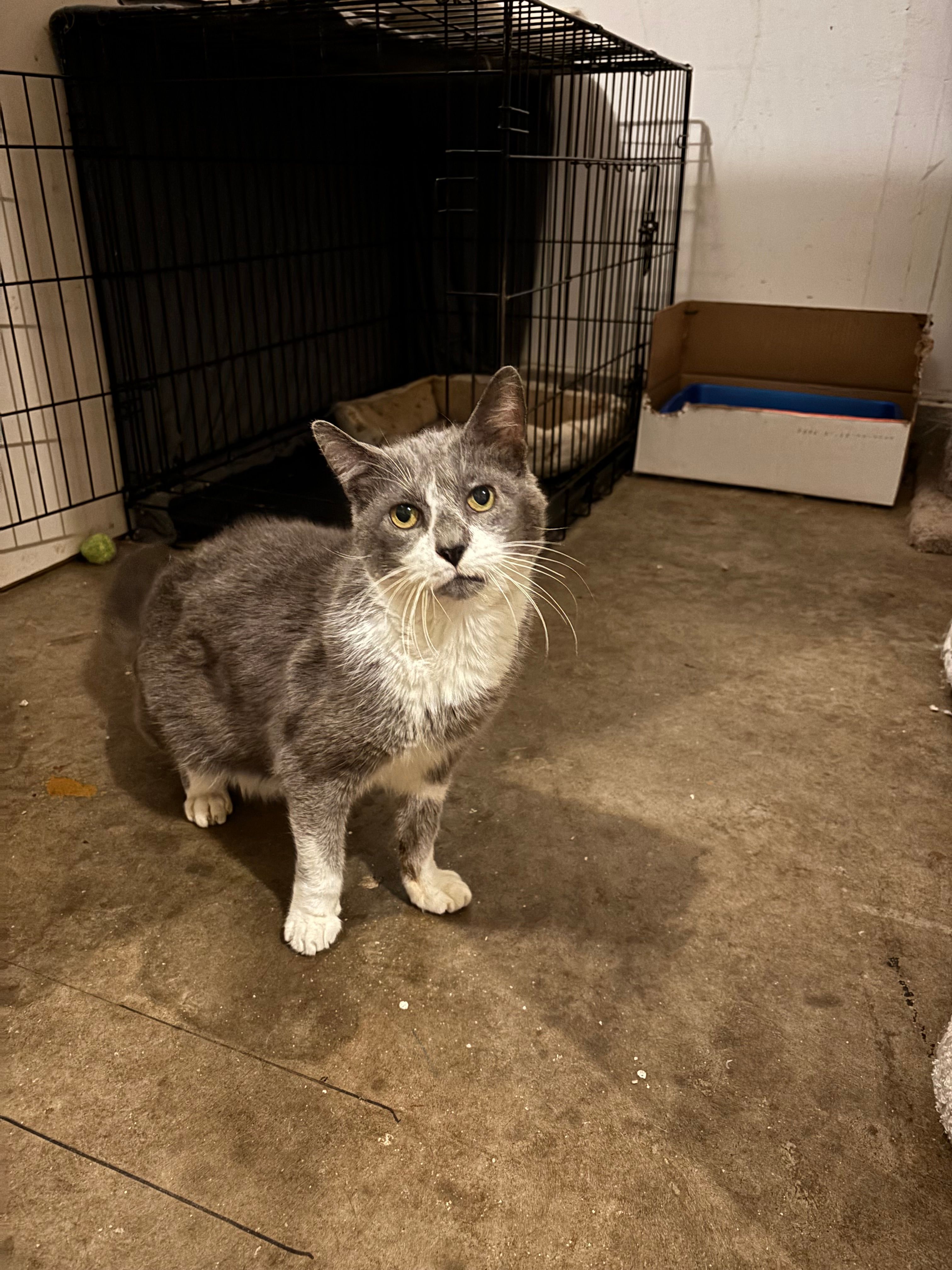 Fur-Gotten Tails Animal Rescue