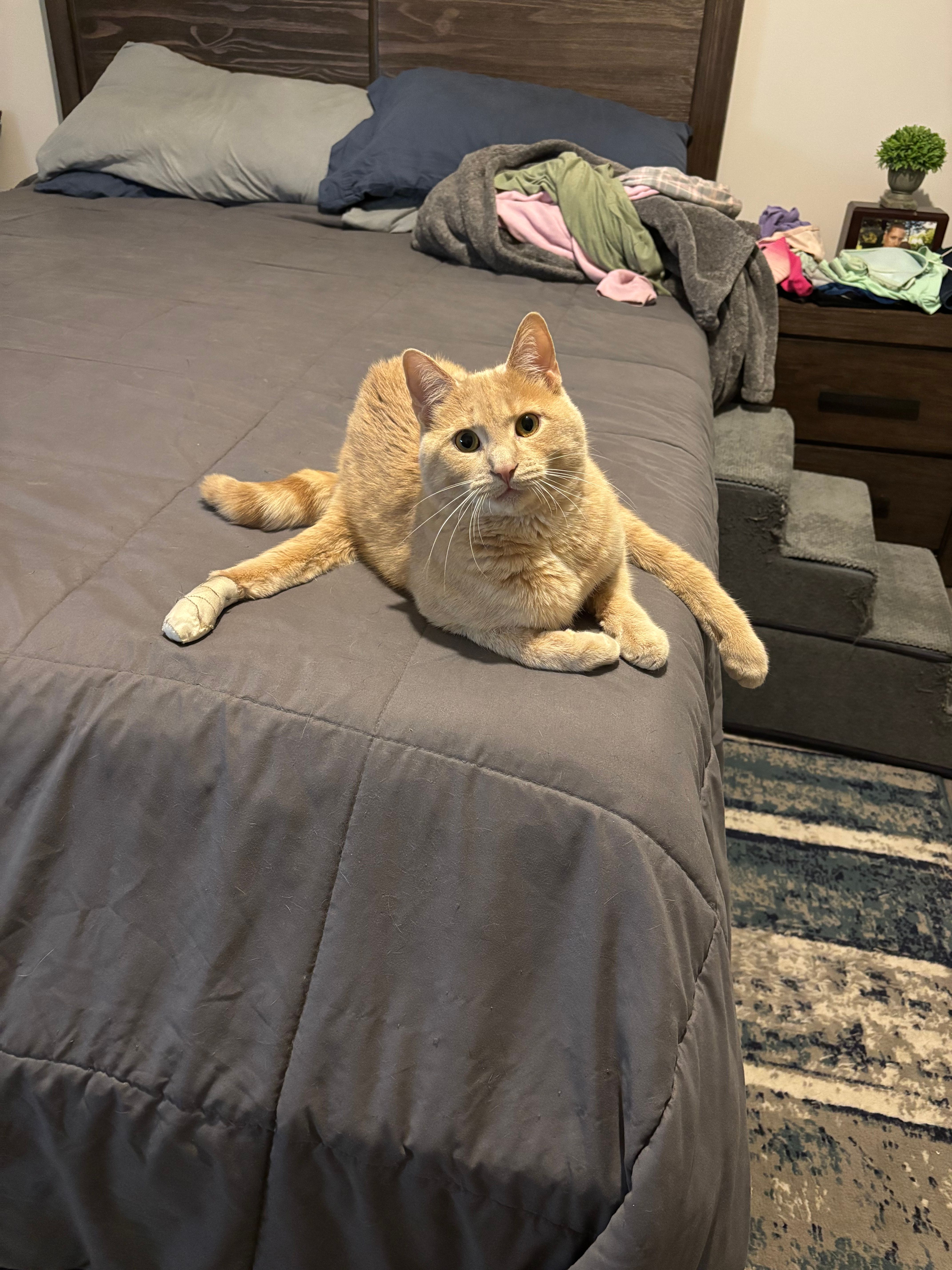 Fur-Gotten Tails Animal Rescue