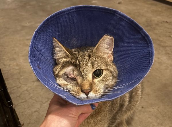 Fur-Gotten Tails Animal Rescue