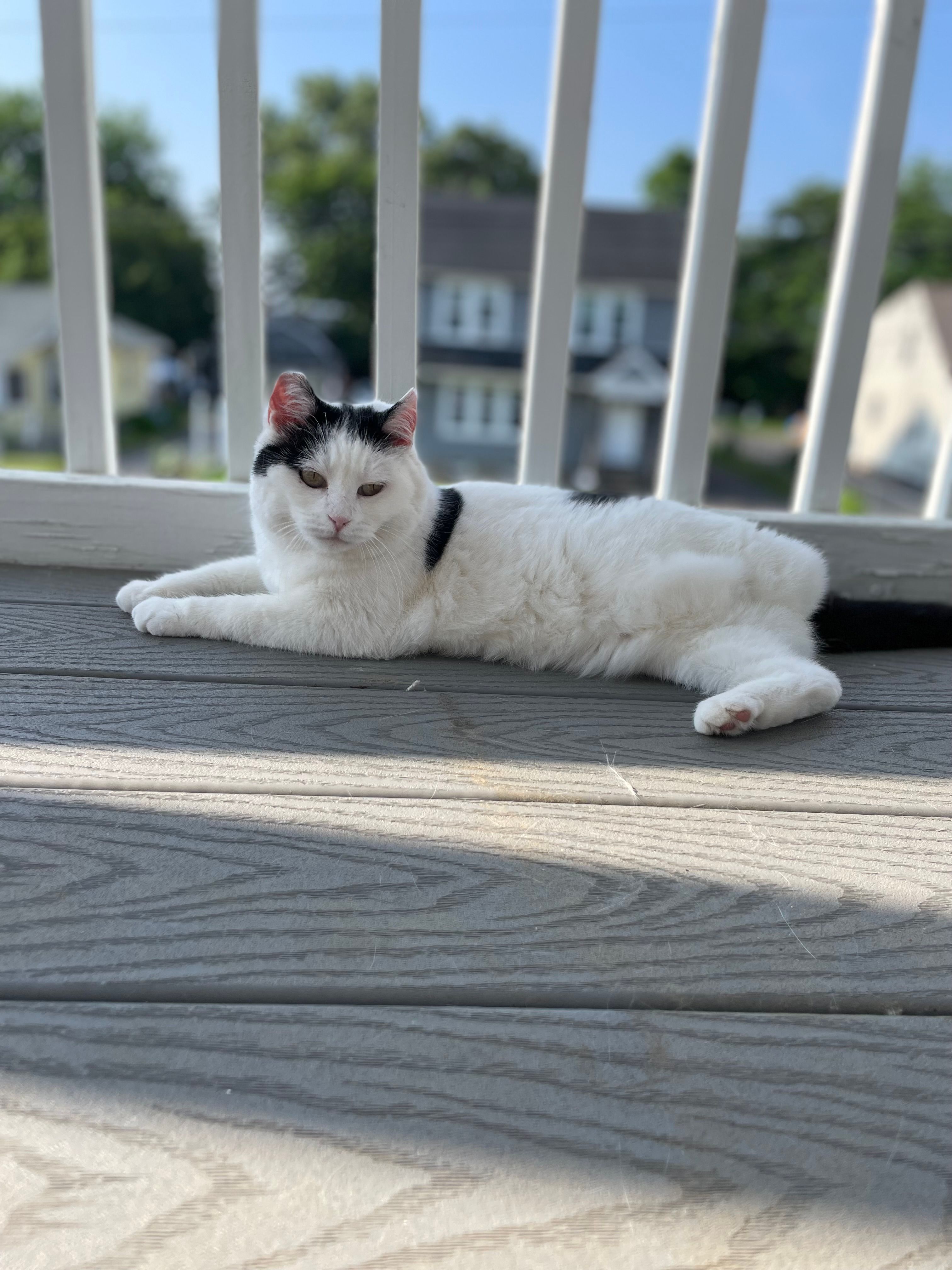 My Bella TNR