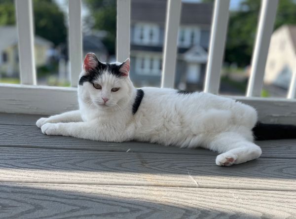 My Bella TNR