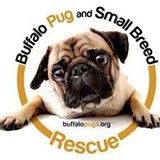Buffalo Pug and Small Breed Rescue