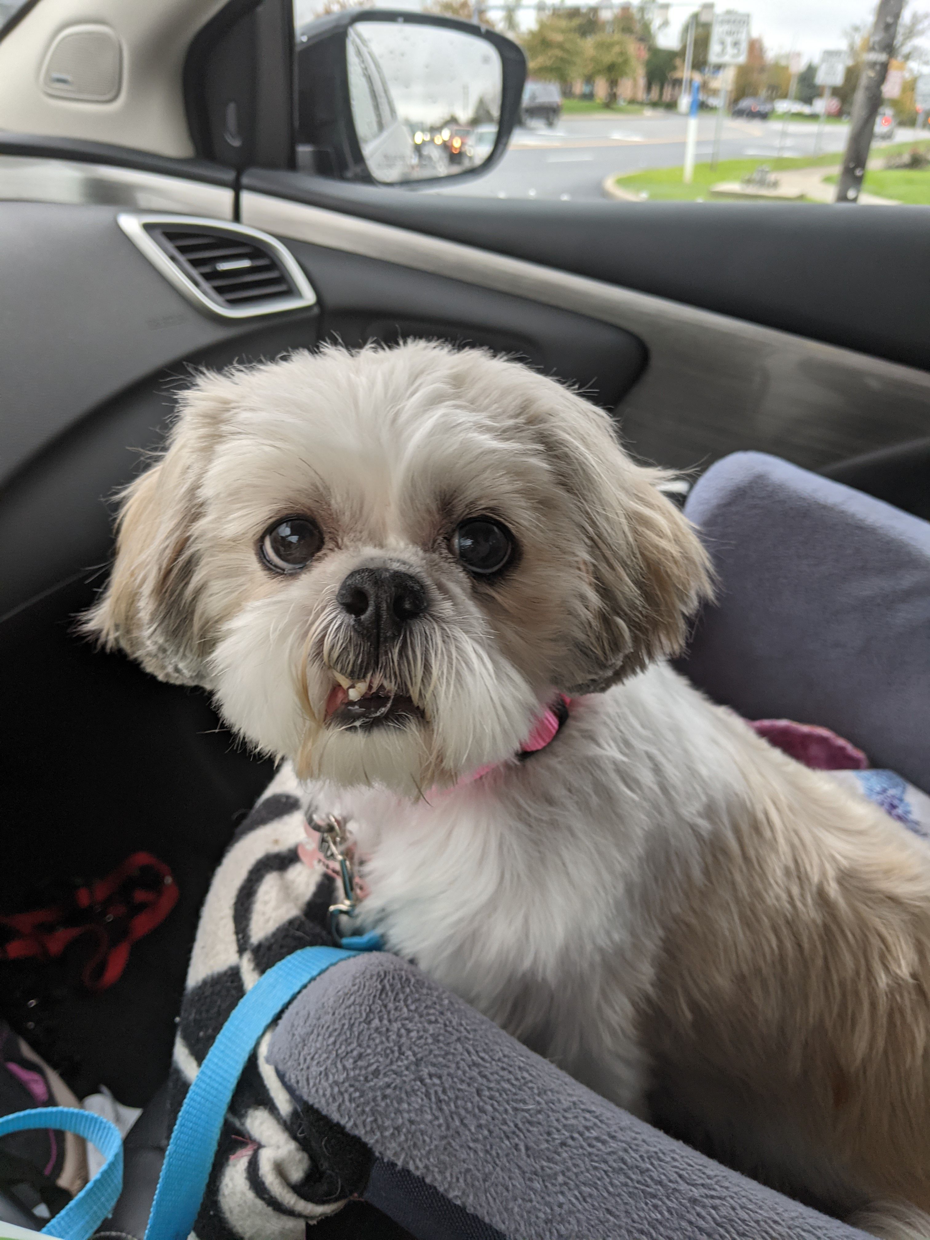 Buffalo Pug and Small Breed Rescue
