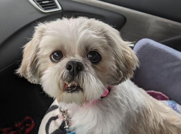 Buffalo Pug and Small Breed Rescue