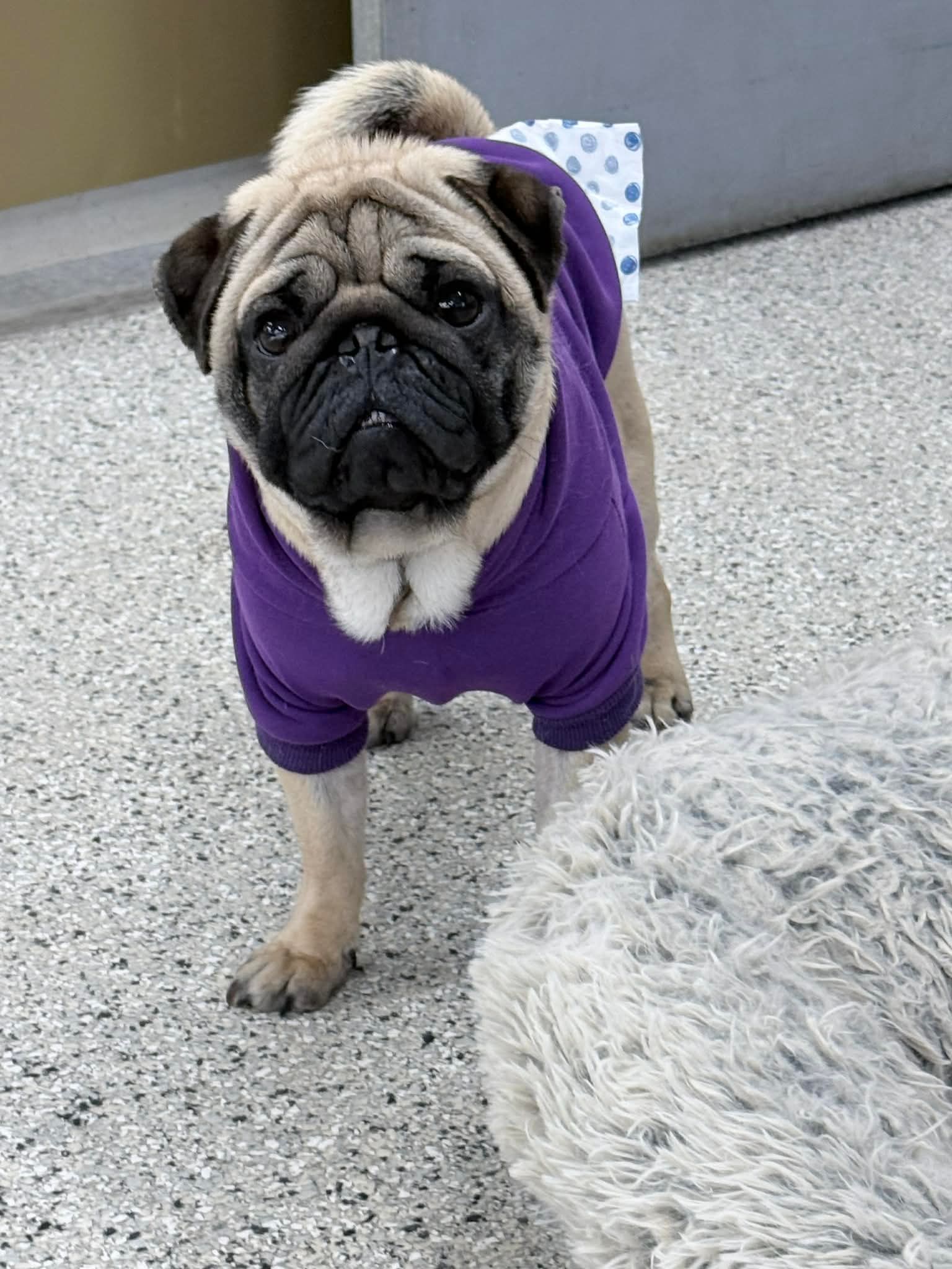 Buffalo Pug and Small Breed Rescue