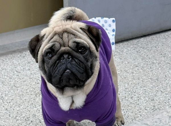 Buffalo Pug and Small Breed Rescue