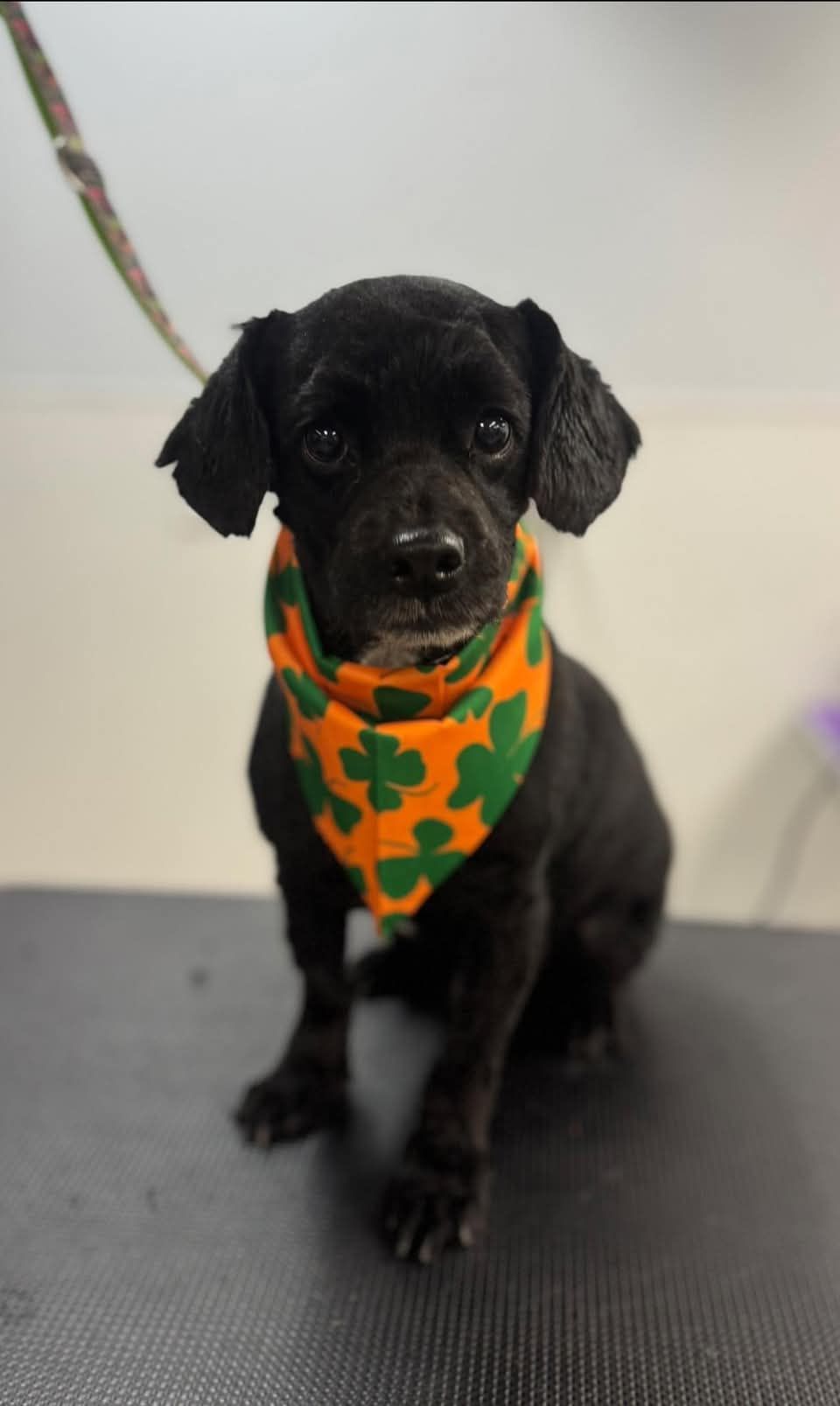 Buffalo Pug and Small Breed Rescue