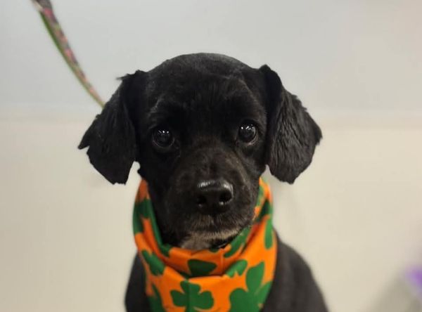 Buffalo Pug and Small Breed Rescue