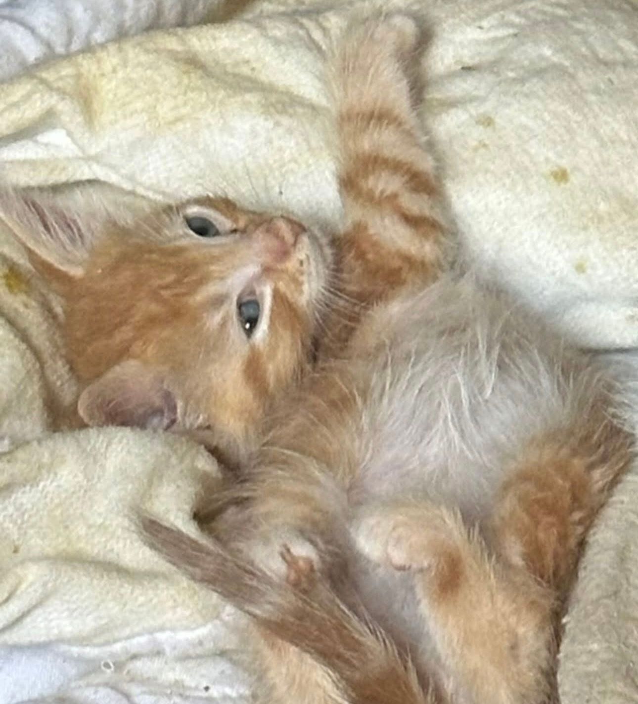 Kat Colony of Niagara Inc