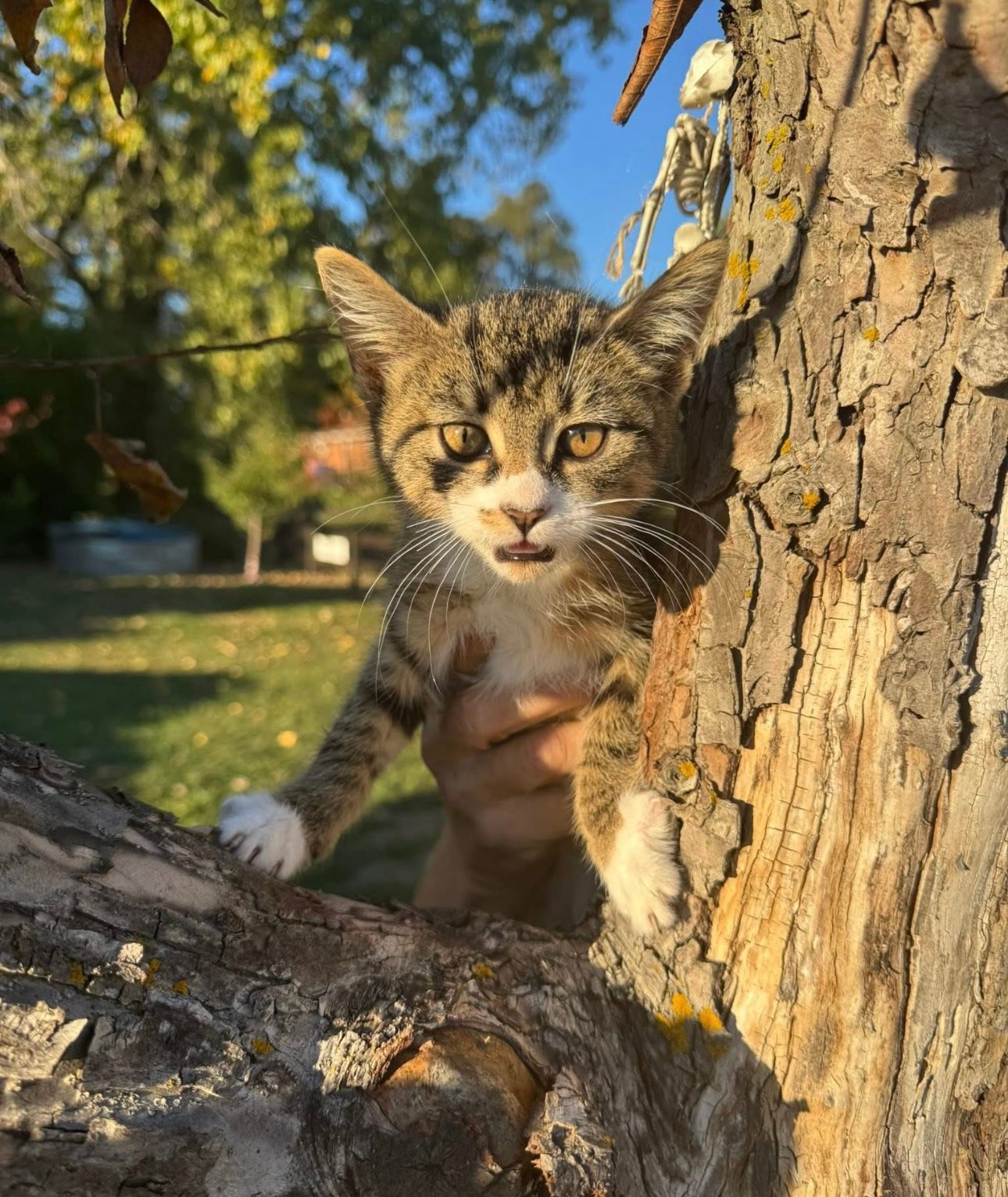 Kat Colony of Niagara Inc