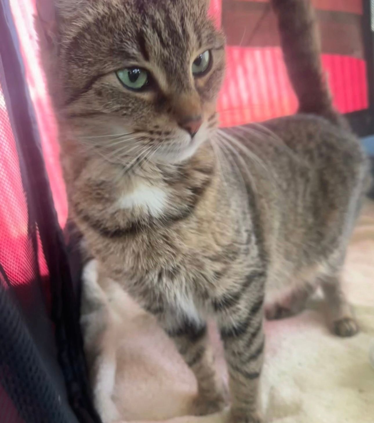 Kat Colony of Niagara Inc