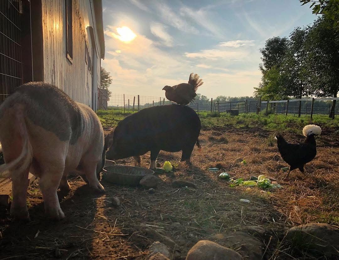Mockingbird Farm Sanctuary