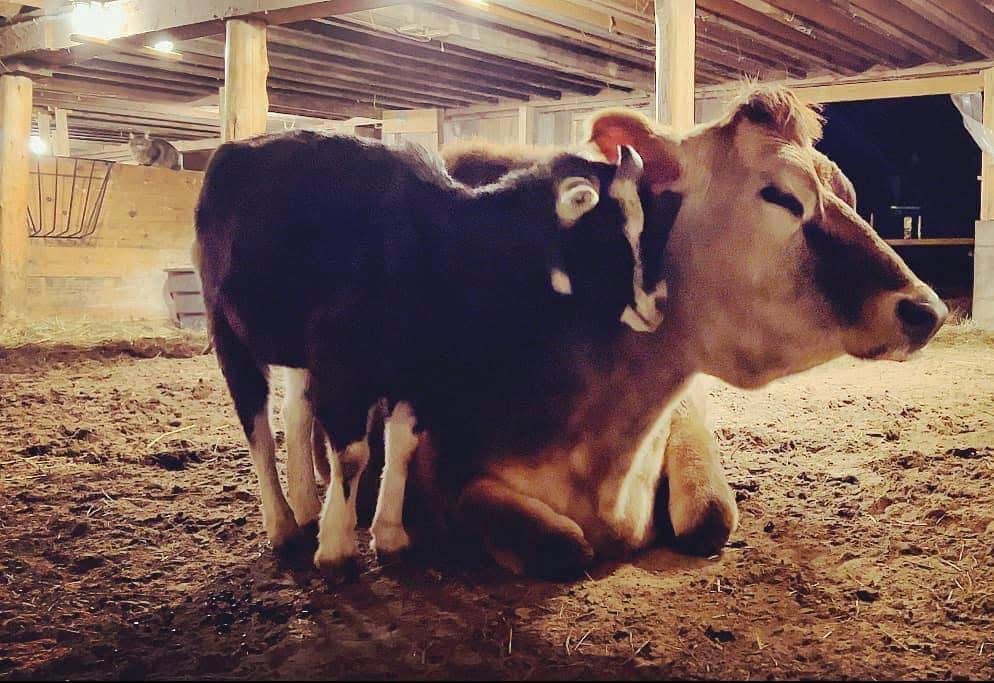 Mockingbird Farm Sanctuary