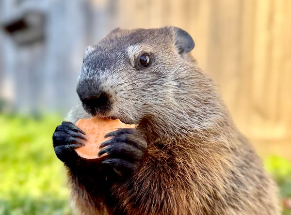 Wild Side of WNY Inc