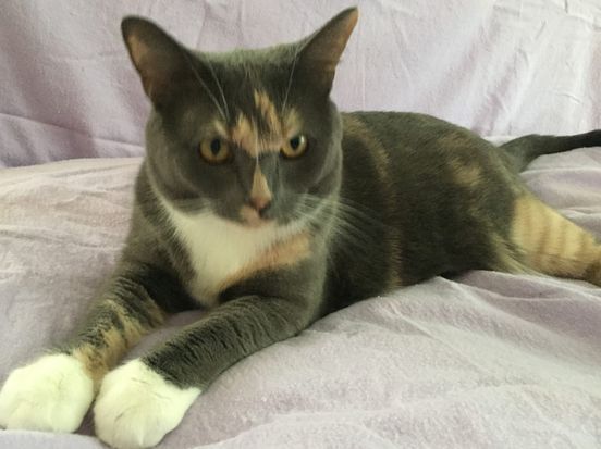 The Queenie Foundation Inc