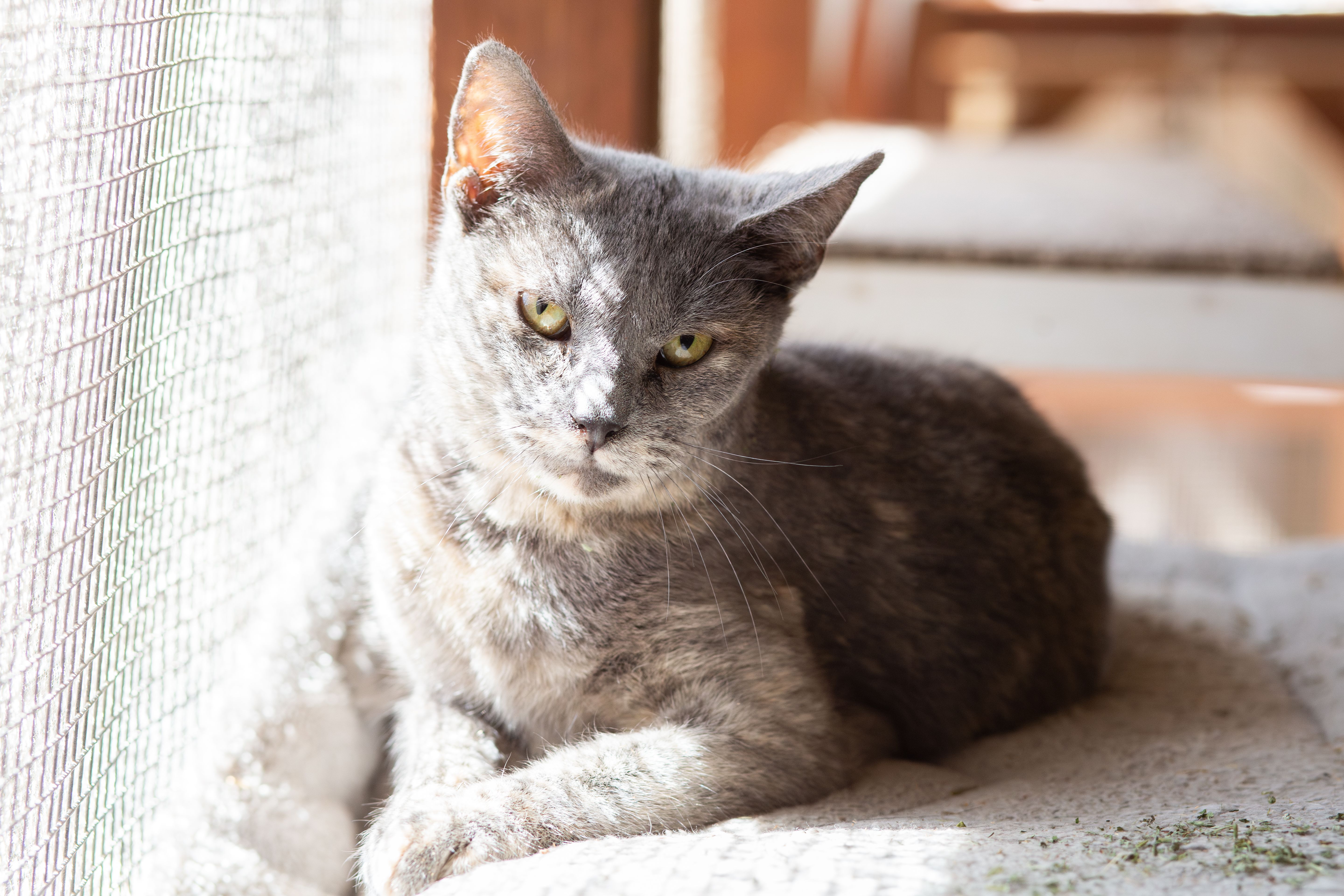 WhiskersNWishes Sanctuary