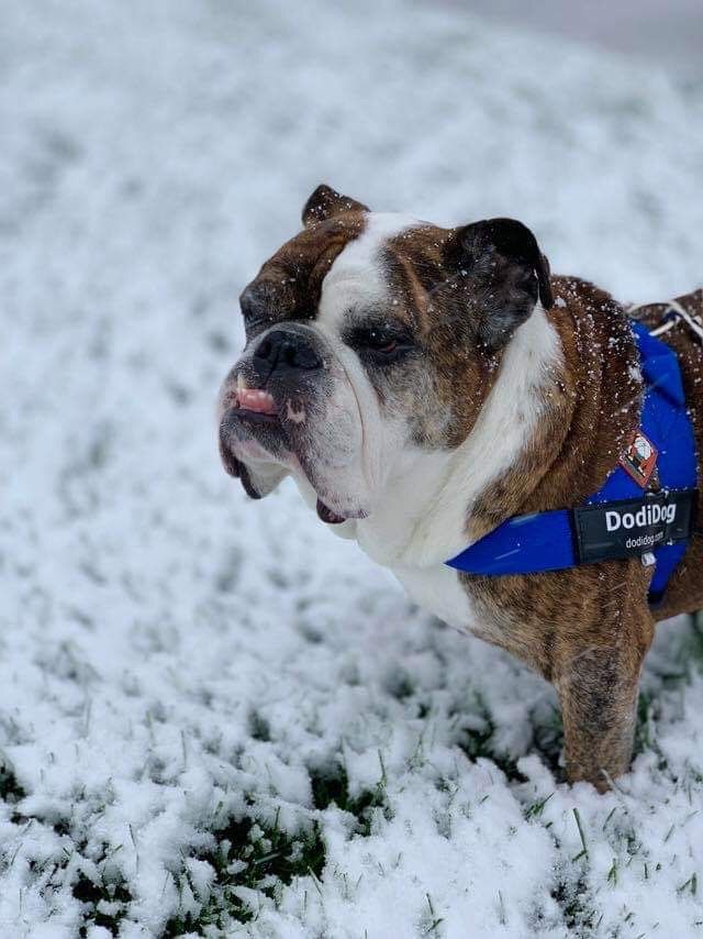 The Good Life Bulldog Rescue