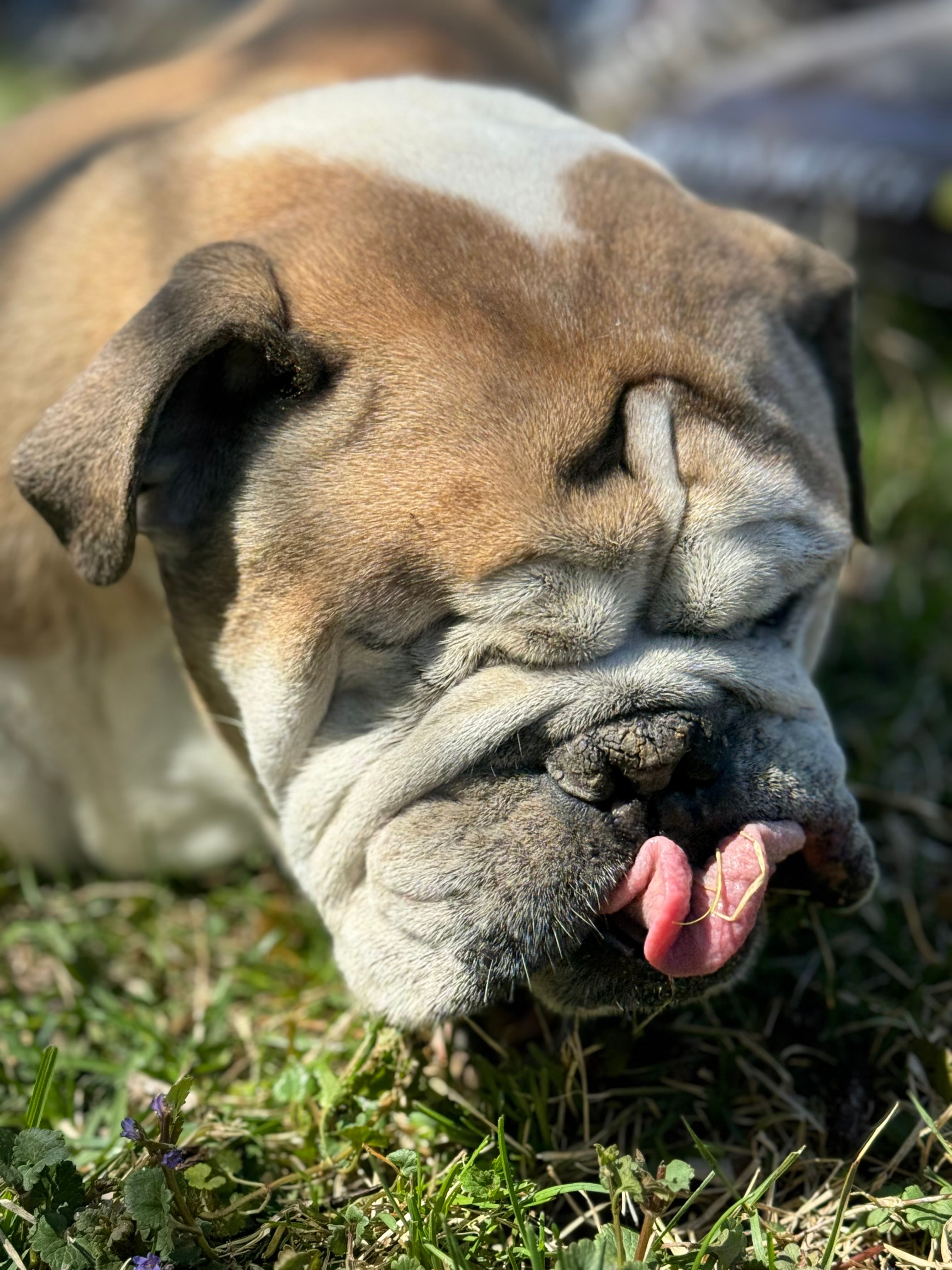 The Good Life Bulldog Rescue