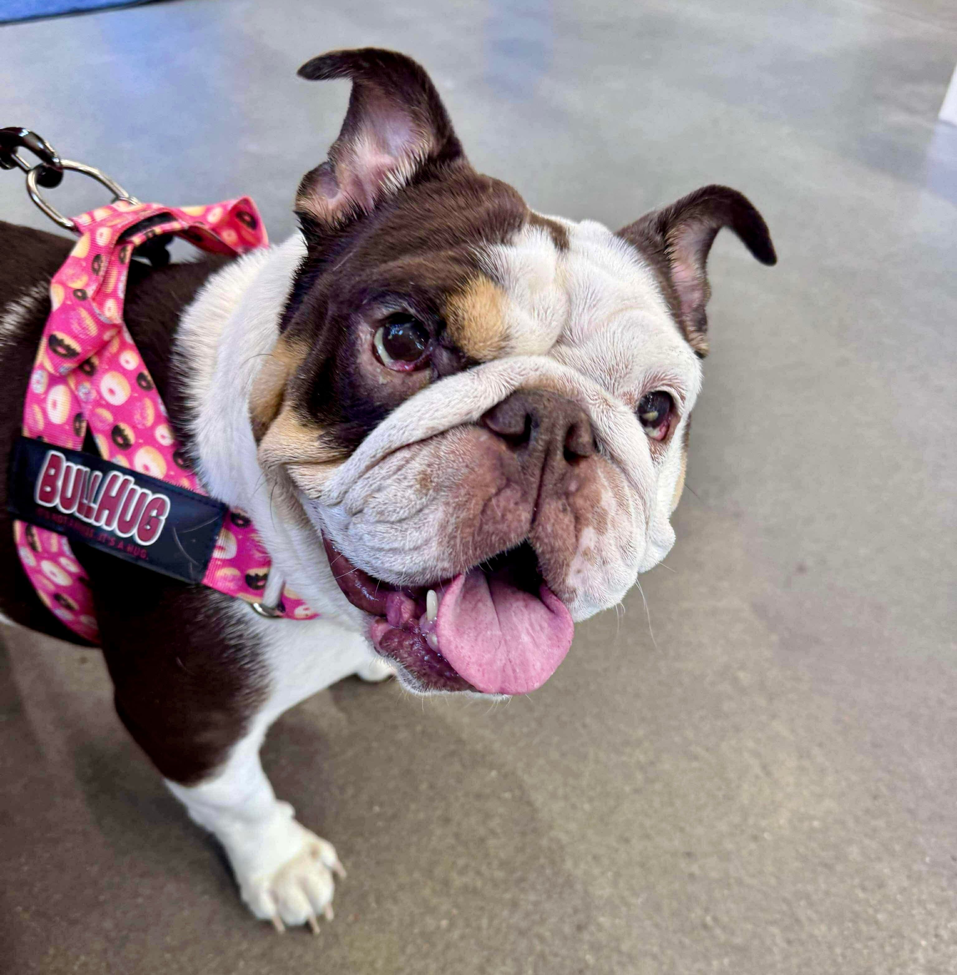 The Good Life Bulldog Rescue