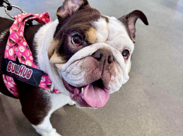 The Good Life Bulldog Rescue