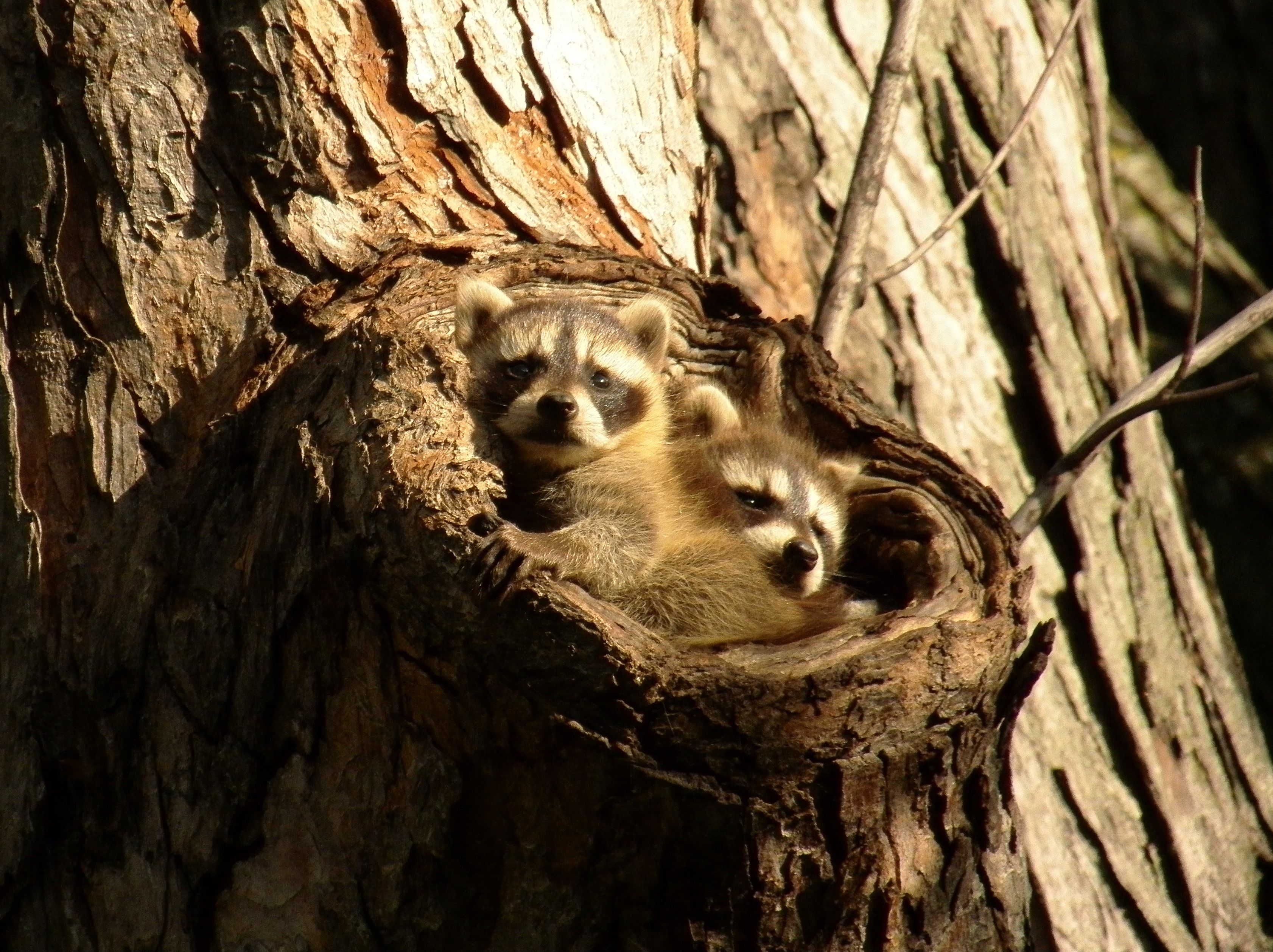 Wildlife Rescue Team, Inc.