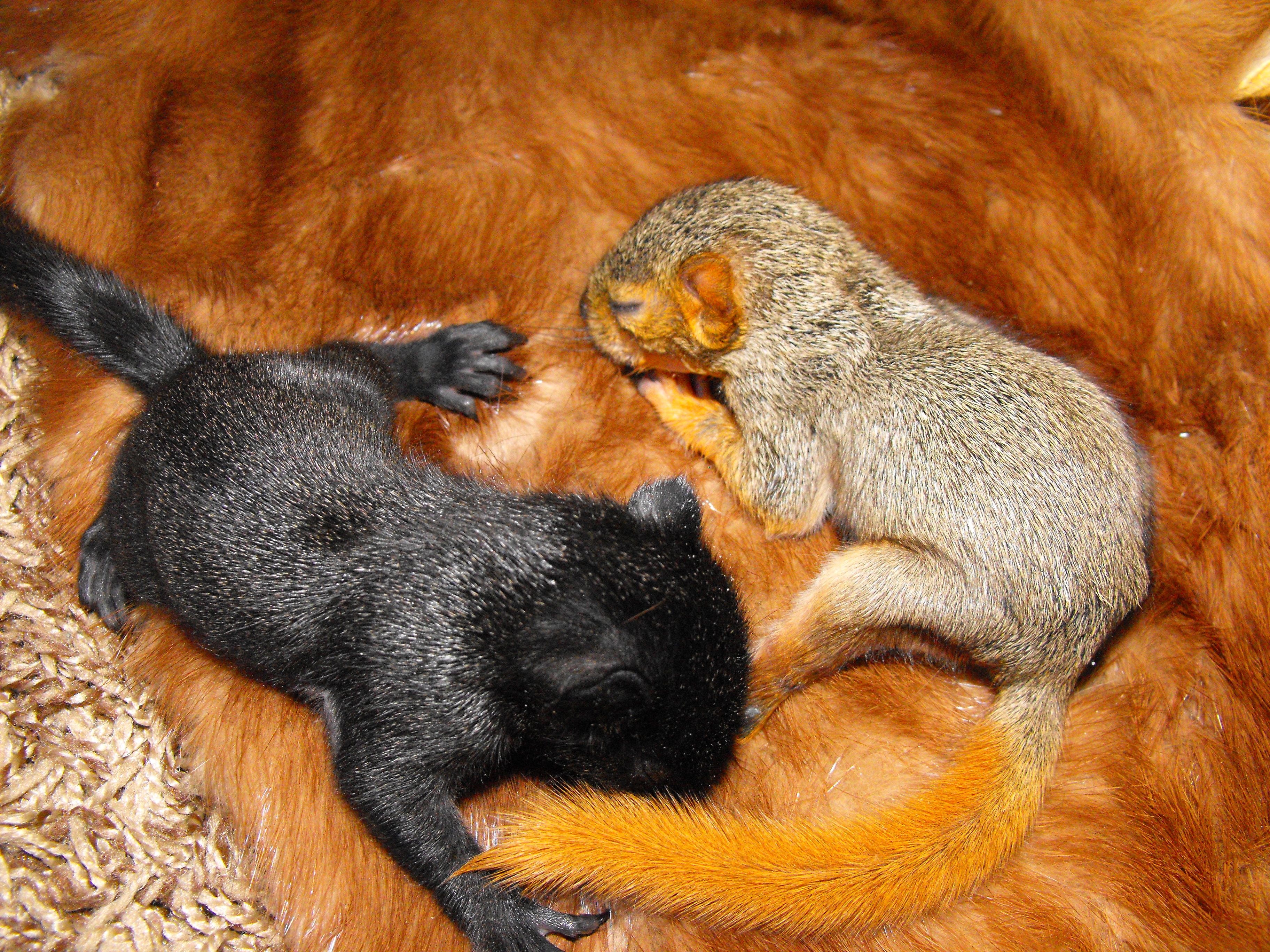 Wildlife Rescue Team, Inc.