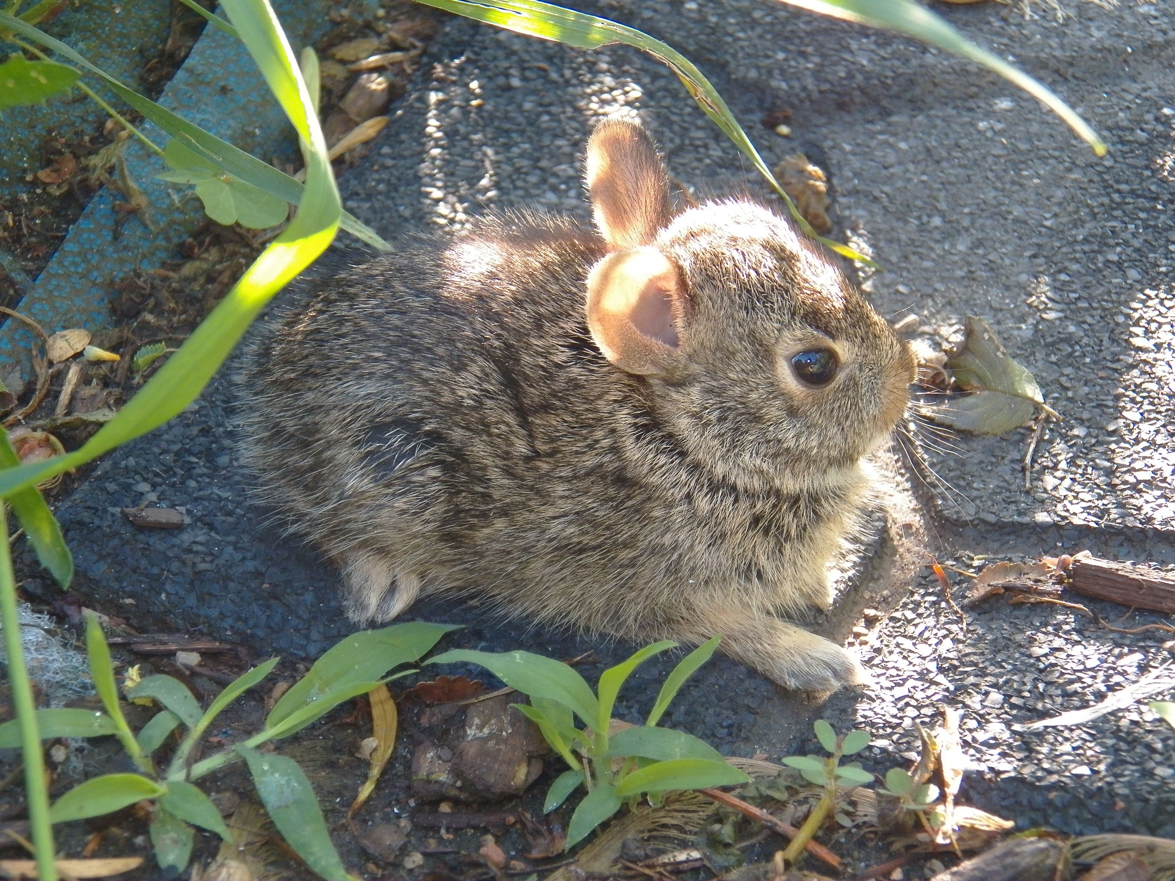 Wildlife Rescue Team, Inc.